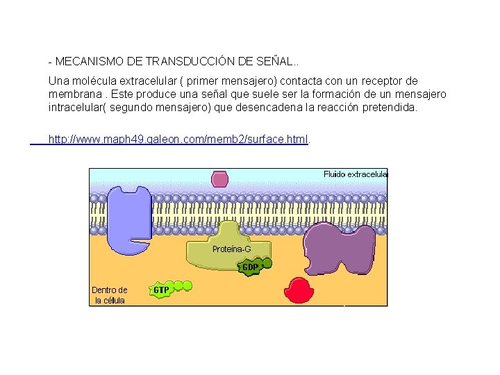 - MECANISMO DE TRANSDUCCIÓN DE SEÑAL. . Una molécula extracelular ( primer mensajero) contacta