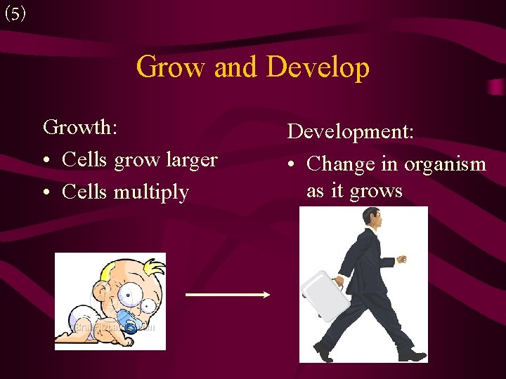 (5) Grow and Develop Growth: • Cells grow larger • Cells multiply Development: •