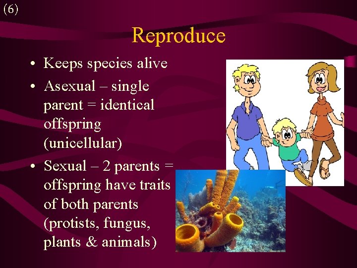 (6) Reproduce • Keeps species alive • Asexual – single parent = identical offspring