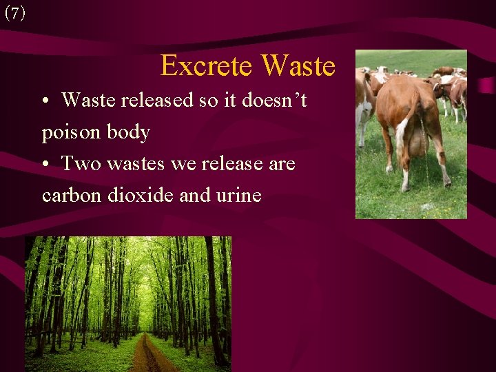 (7) Excrete Waste • Waste released so it doesn’t poison body • Two wastes