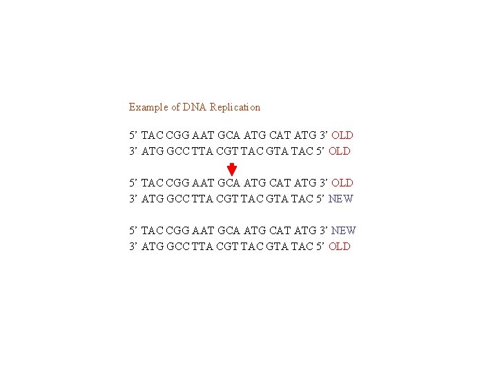 Example of DNA Replication 5’ TAC CGG AAT GCA ATG CAT ATG 3’ OLD