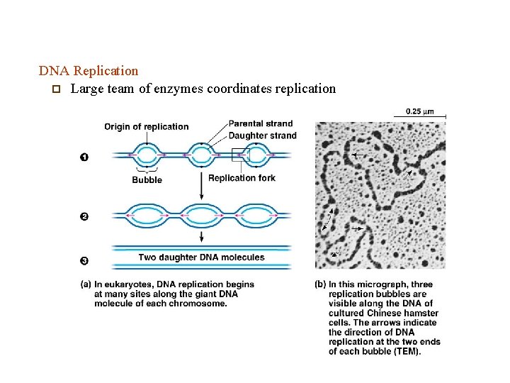 DNA Replication p Large team of enzymes coordinates replication 