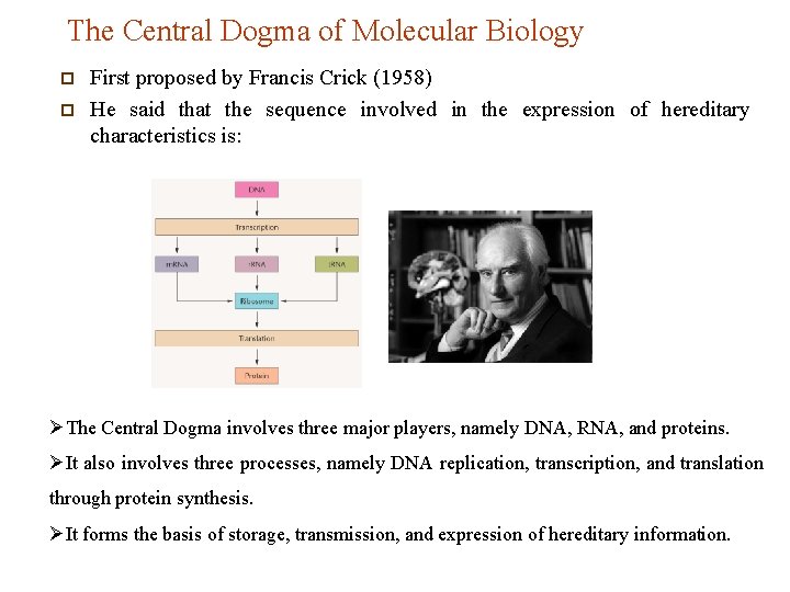 The Central Dogma of Molecular Biology p p First proposed by Francis Crick (1958)