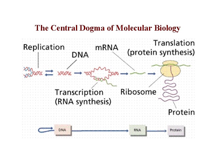 The Central Dogma of Molecular Biology 