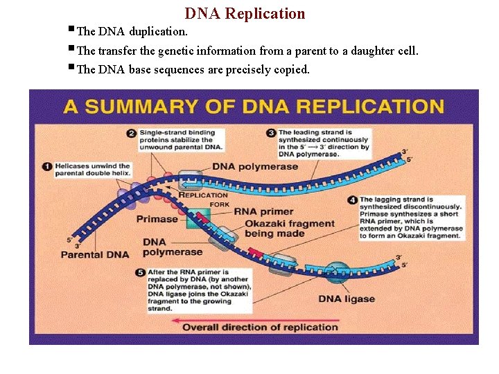 DNA Replication §The DNA duplication. §The transfer the genetic information from a parent to