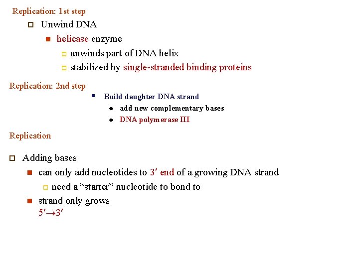 Replication: 1 st step p Unwind DNA n helicase enzyme p unwinds part of