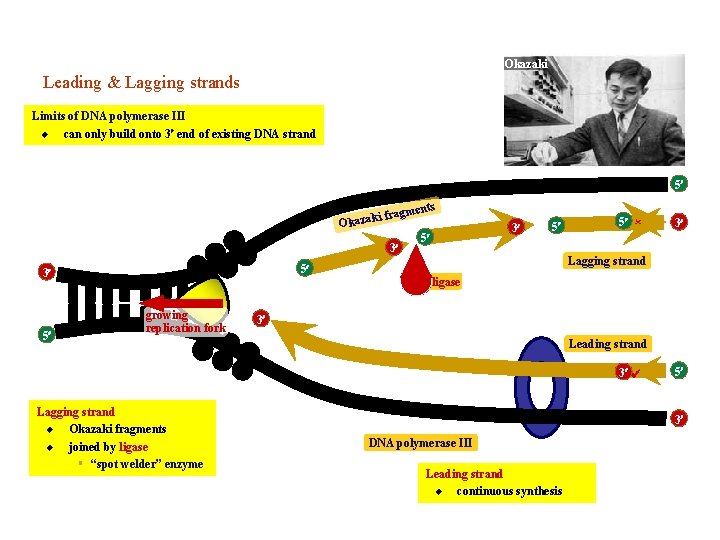Okazaki Leading & Lagging strands Limits of DNA polymerase III u can only build