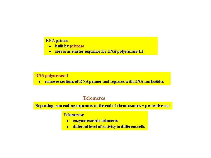 RNA primer u built by primase u serves as starter sequence for DNA polymerase