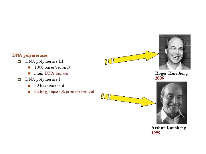 DNA polymerases p DNA polymerase III n 1000 bases/second! n main DNA builder p