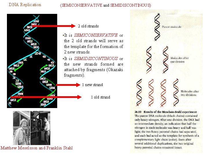 DNA Replication (SEMICONSERVATIVE and SEMIDISCONTINOUS) 2 old strands §It is SEMICONSERVATIVE or the 2