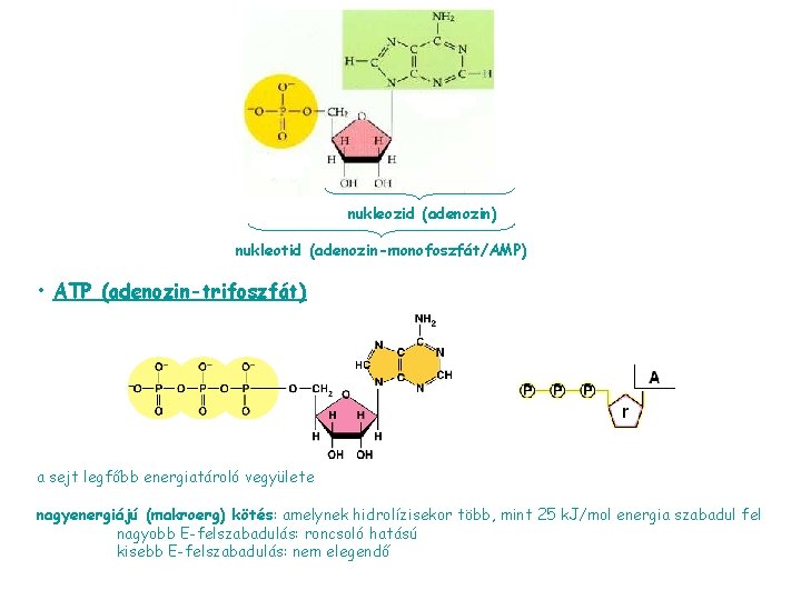 nukleozid (adenozin) nukleotid (adenozin-monofoszfát/AMP) • ATP (adenozin-trifoszfát) a sejt legfőbb energiatároló vegyülete nagyenergiájú (makroerg)