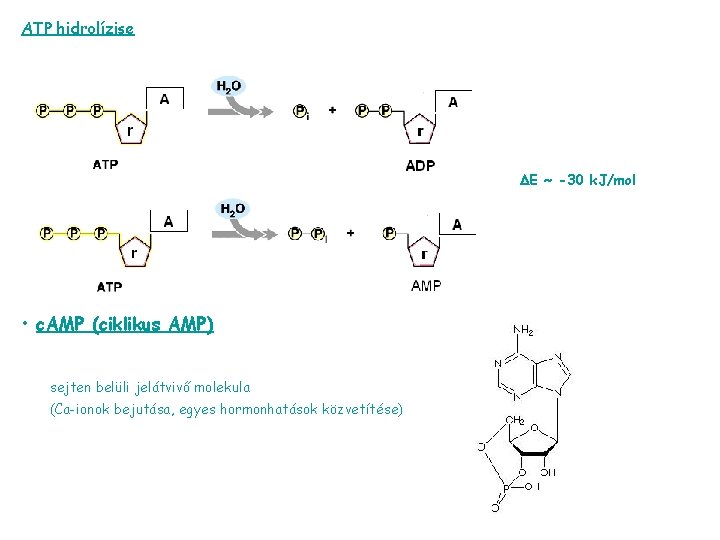 ATP hidrolízise E ~ -30 k. J/mol • c. AMP (ciklikus AMP) sejten belüli