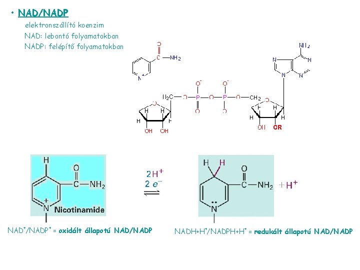  • NAD/NADP elektronszállító koenzim NAD: lebontó folyamatokban NADP: felépítő folyamatokban NAD+/NADP+ = oxidált