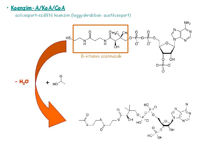  • Koenzim-A/Ko. A/Co. A acilcsoport-szállító koenzim (leggyakrabban: acetilcsoport) B-vitamin származék – H 2