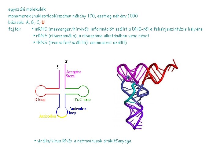 egyszálú molekulák monomerek (nukleotidok)száma: néhány 100, esetleg néhány 1000 bázisok: A, G, C, U