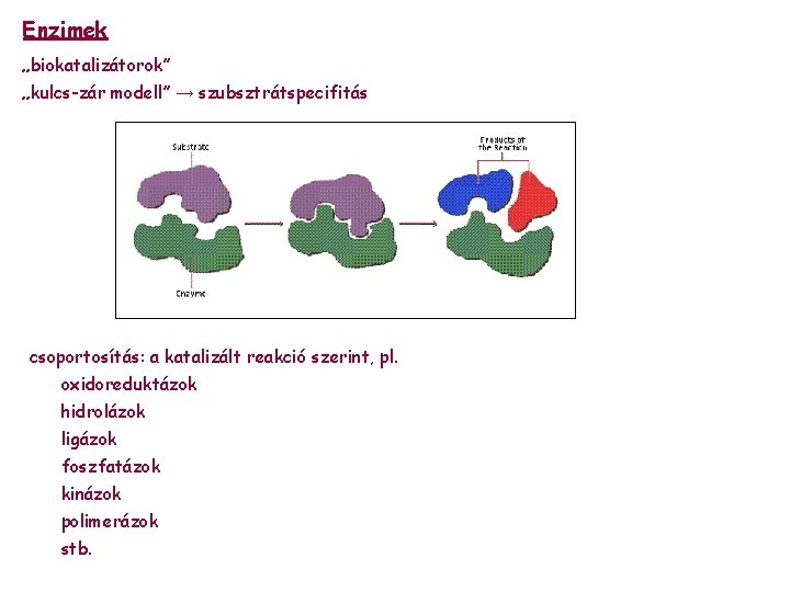 Enzimek „biokatalizátorok” „kulcs-zár modell” → szubsztrátspecifitás csoportosítás: a katalizált reakció szerint, pl. oxidoreduktázok hidrolázok