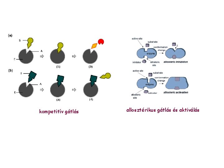 kompetitív gátlás allosztérikus gátlás és aktiválás 