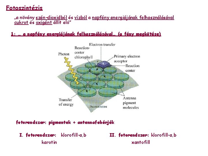 Fotoszintézis „a növény szén-dioxidból és vízből a napfény energiájának felhasználásával cukrot és oxigént állít