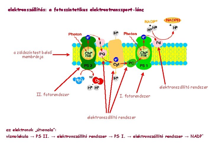 elektronszállítás: a fotoszintetikus elektrontranszport-lánc a zöldszíntest belső membránja elektronszállító rendszer II. fotorendszer elektronszállító rendszer