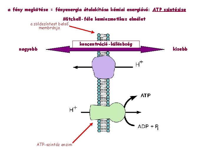 a fény megkötése = fényenergia átalakítása kémiai energiává: ATP szintézise Mitchell-féle kemiozmotikus elmélet a