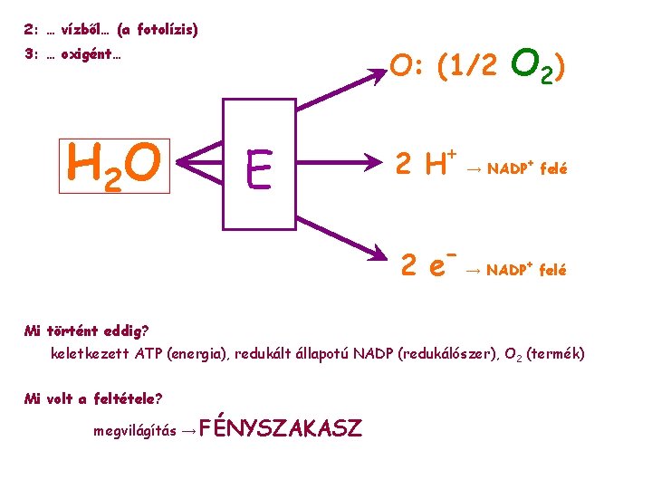 2: … vízből… (a fotolízis) 3: … oxigént… H 2 O O: (1/2 E