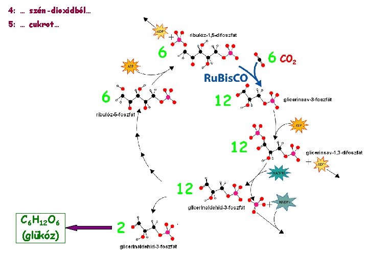 4: … szén-dioxidból… 5: … cukrot… CO 2 C 6 H 12 O 6