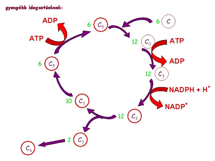 gyengébb idegzetűeknek: ADP 6 6 C 5 ATP 6 12 C ATP C 3