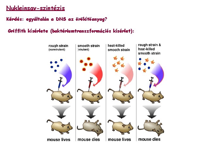Nukleinsav-szintézis Kérdés: egyáltalán a DNS az örökítőanyag? Griffith kísérlete (baktériumtranszformációs kísérlet): 