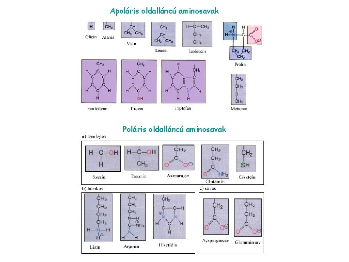 Apoláris oldalláncú aminosavak Poláris oldalláncú aminosavak 
