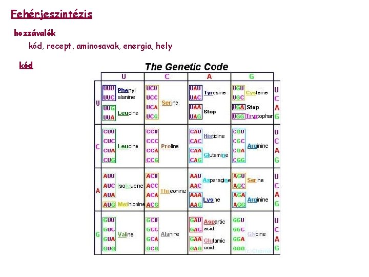 Fehérjeszintézis hozzávalók kód, recept, aminosavak, energia, hely kód 