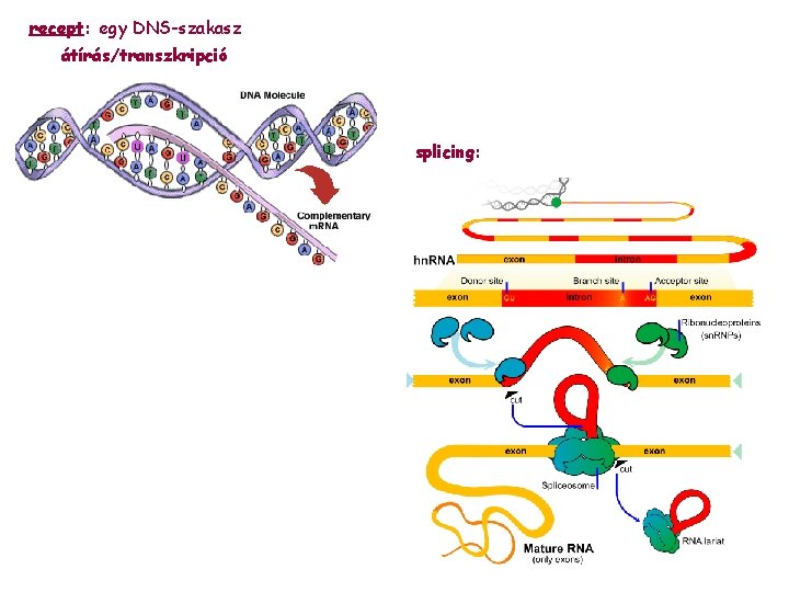 recept: egy DNS-szakasz átírás/transzkripció splicing: 
