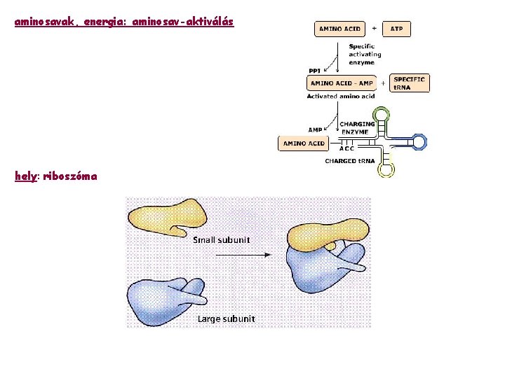 aminosavak, energia: aminosav-aktiválás hely: riboszóma 