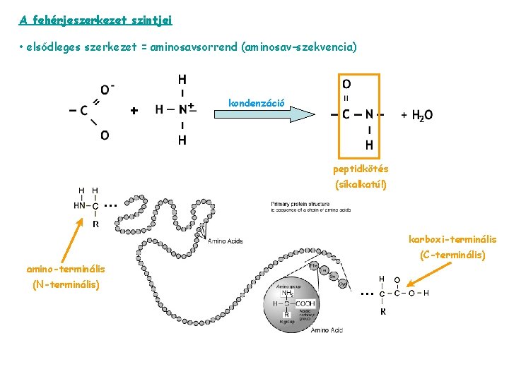 A fehérjeszerkezet szintjei • elsődleges szerkezet = aminosavsorrend (aminosav-szekvencia) kondenzáció peptidkötés (síkalkatú!) … karboxi-terminális