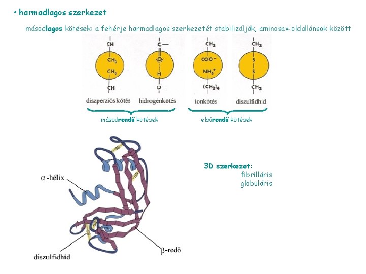  • harmadlagos szerkezet másodlagos kötések: a fehérje harmadlagos szerkezetét stabilizálják, aminosav-oldallánsok között másodrendű