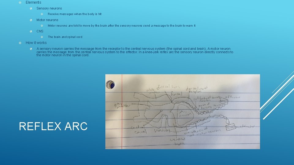  Elements Sensory neurons Motor neurons are told to move by the brain after