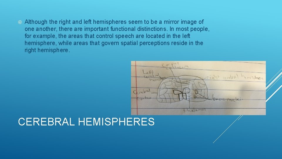  Although the right and left hemispheres seem to be a mirror image of