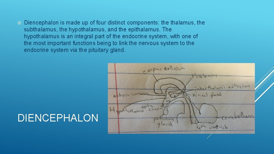  Diencephalon is made up of four distinct components: the thalamus, the subthalamus, the