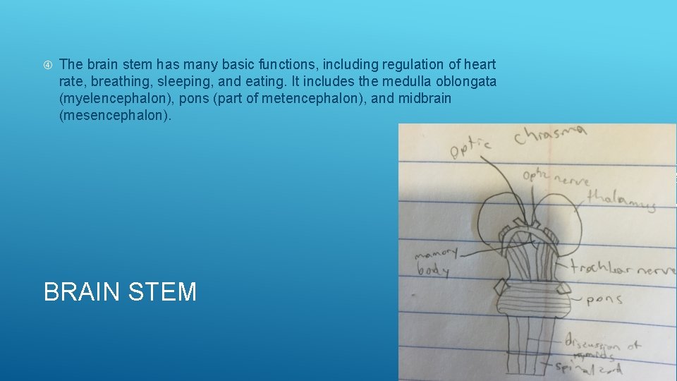  The brain stem has many basic functions, including regulation of heart rate, breathing,