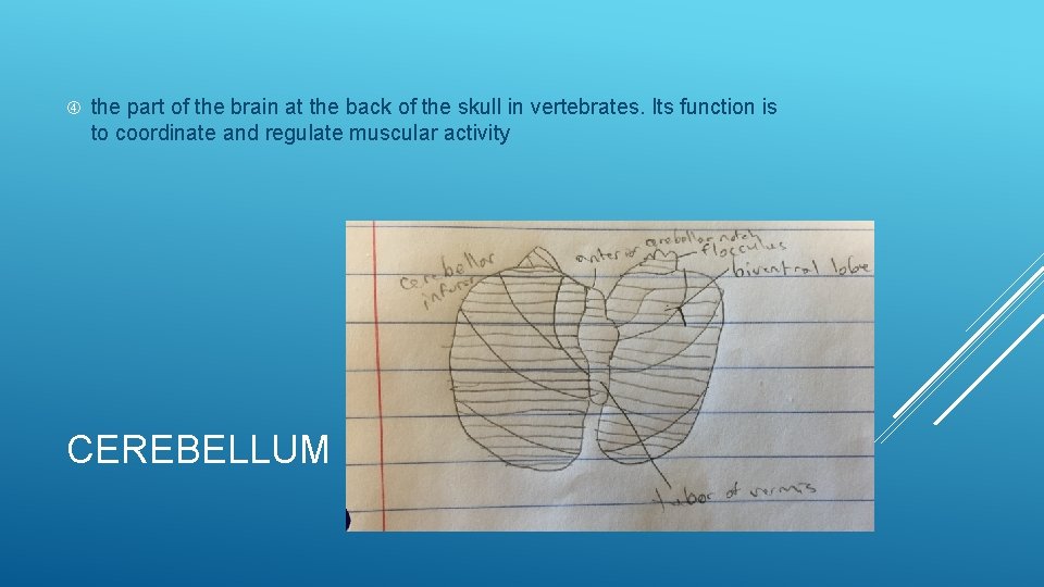  the part of the brain at the back of the skull in vertebrates.