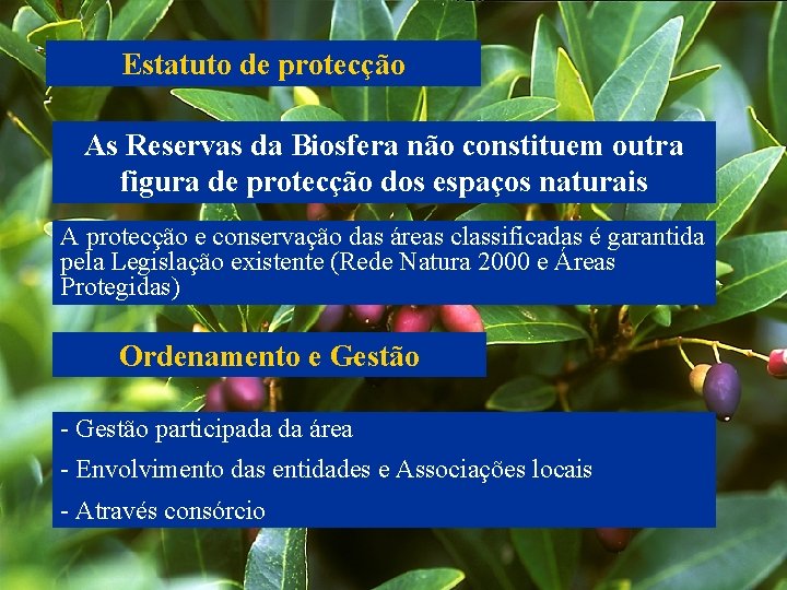 Estatuto de protecção As Reservas da Biosfera não constituem outra figura de protecção dos
