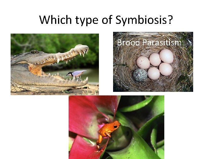 Which type of Symbiosis? Brood Parasitism 