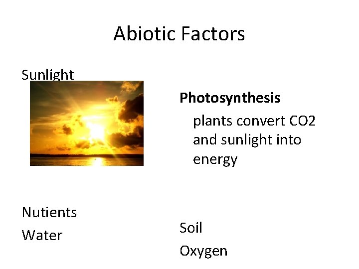 Abiotic Factors Sunlight Photosynthesis plants convert CO 2 and sunlight into energy Nutients Water
