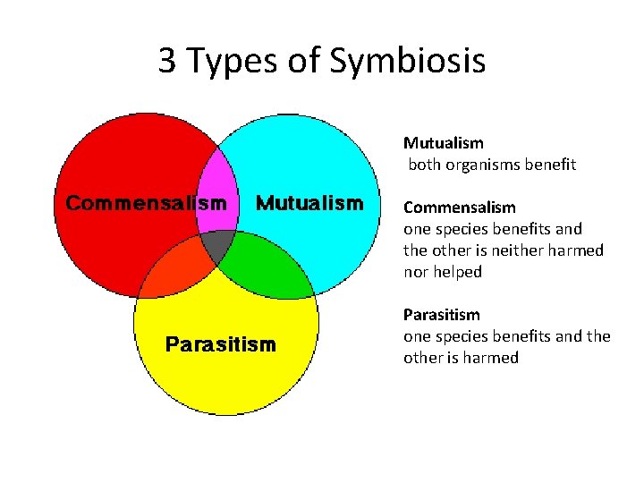 3 Types of Symbiosis Mutualism both organisms benefit Commensalism one species benefits and the