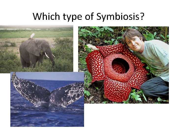 Which type of Symbiosis? 
