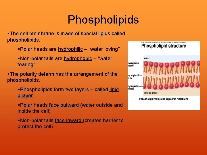 Phospholipids §The cell membrane is made of special lipids called phospholipids. §Polar heads are