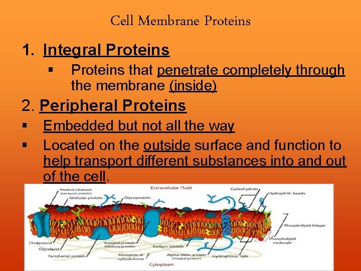 Cell Membrane Proteins 1. Integral Proteins § Proteins that penetrate completely through the membrane
