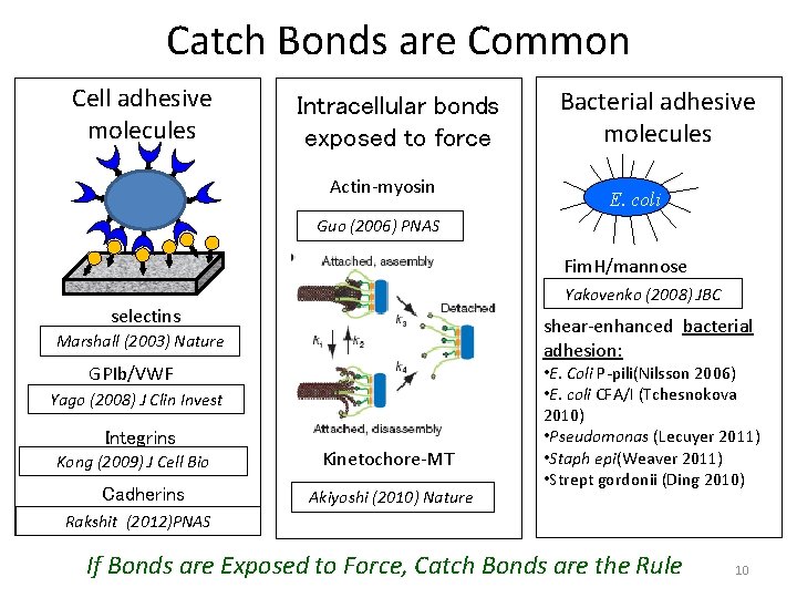 Catch Bonds are Common Cell adhesive molecules Intracellular bonds exposed to force Actin-myosin Bacterial