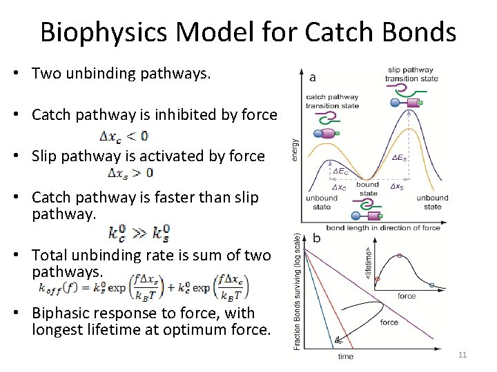 Biophysics Model for Catch Bonds • Two unbinding pathways. • Catch pathway is inhibited