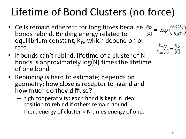 Lifetime of Bond Clusters (no force) • Cells remain adherent for long times because