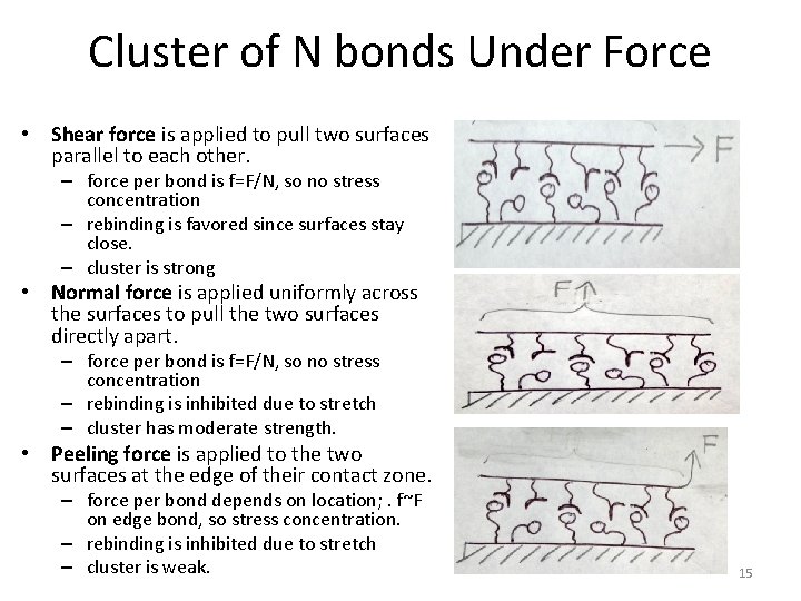 Cluster of N bonds Under Force • Shear force is applied to pull two